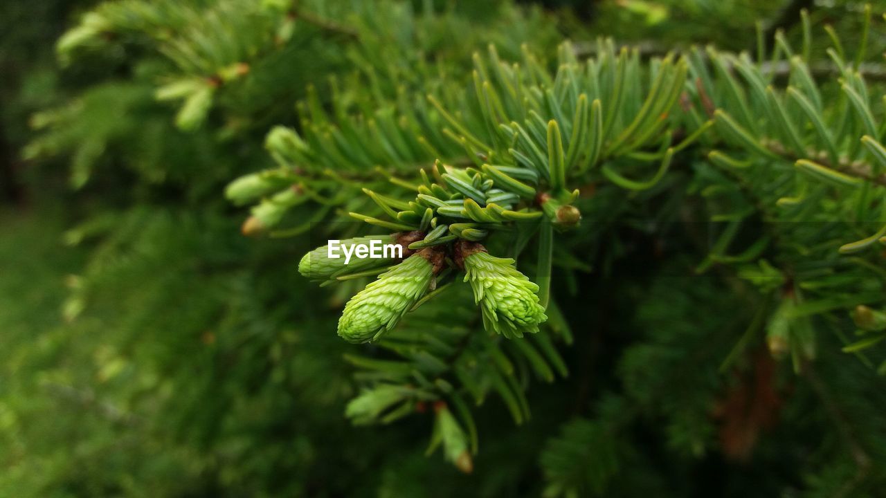 Close-up of pine tree