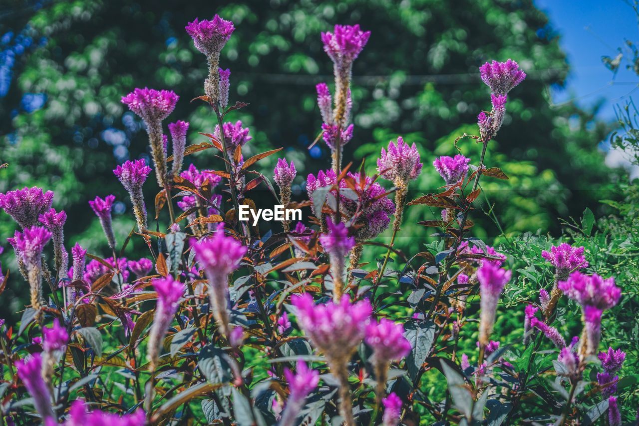 Close-up of pink flowering plants