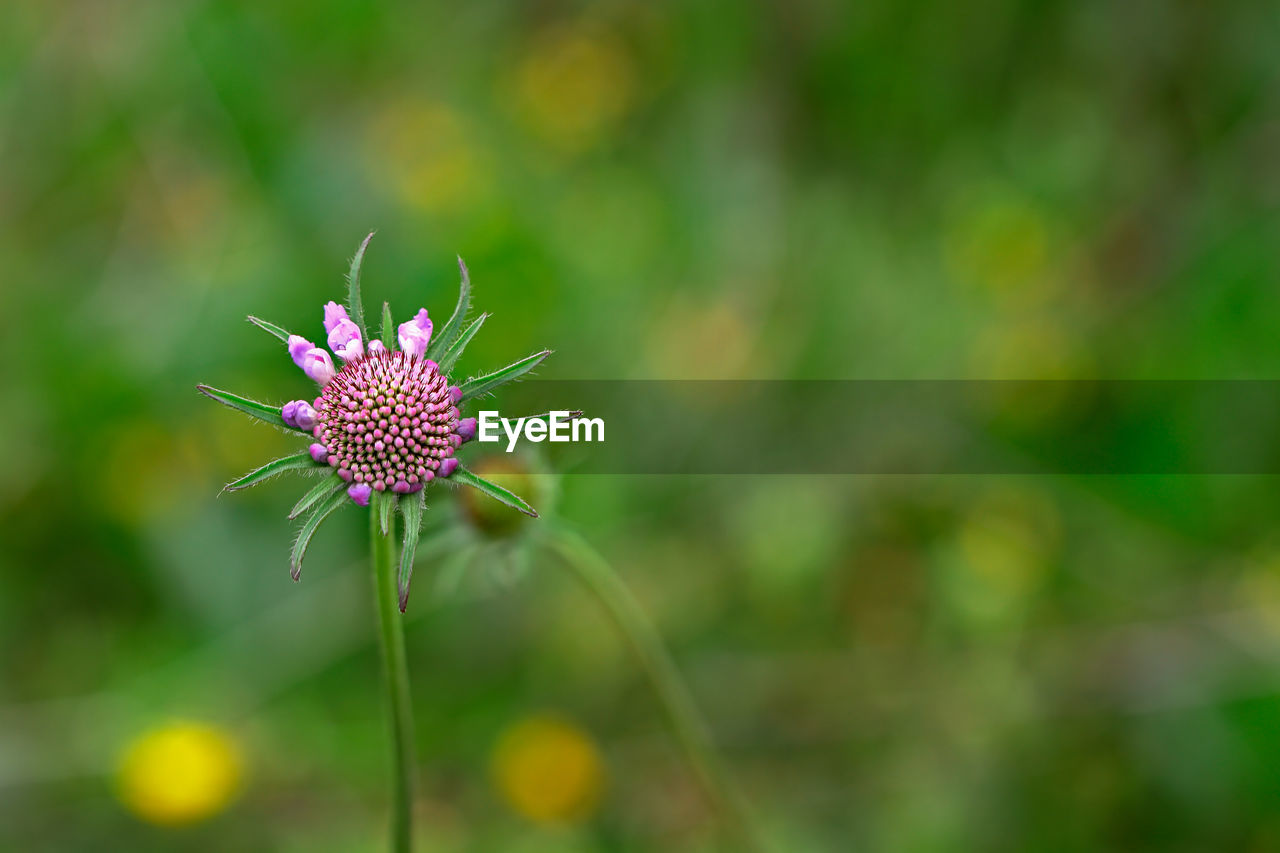 Close-up of flower blooming outdoors