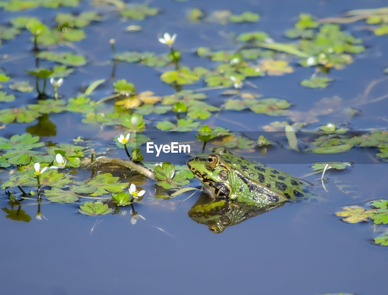 Close-up of frog in water