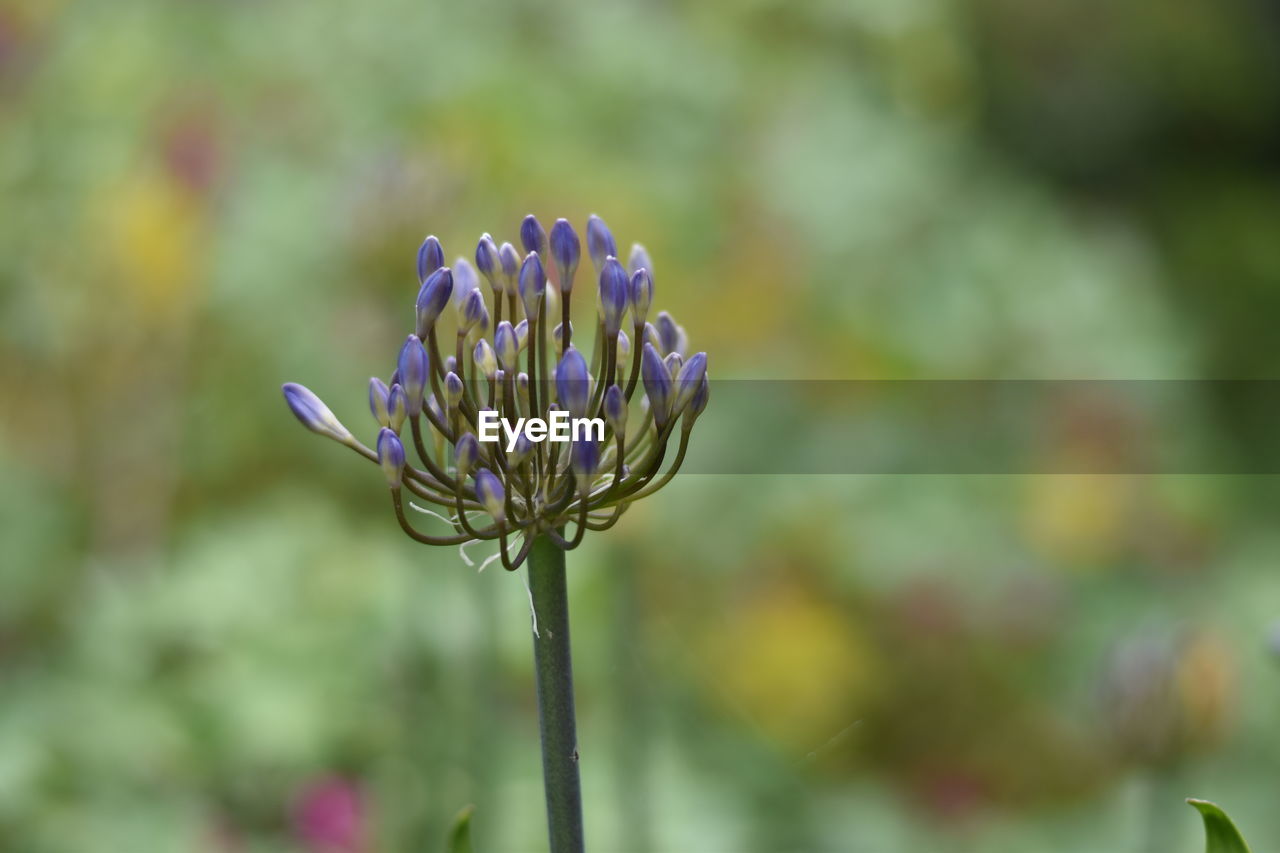 Close-up of purple flowers