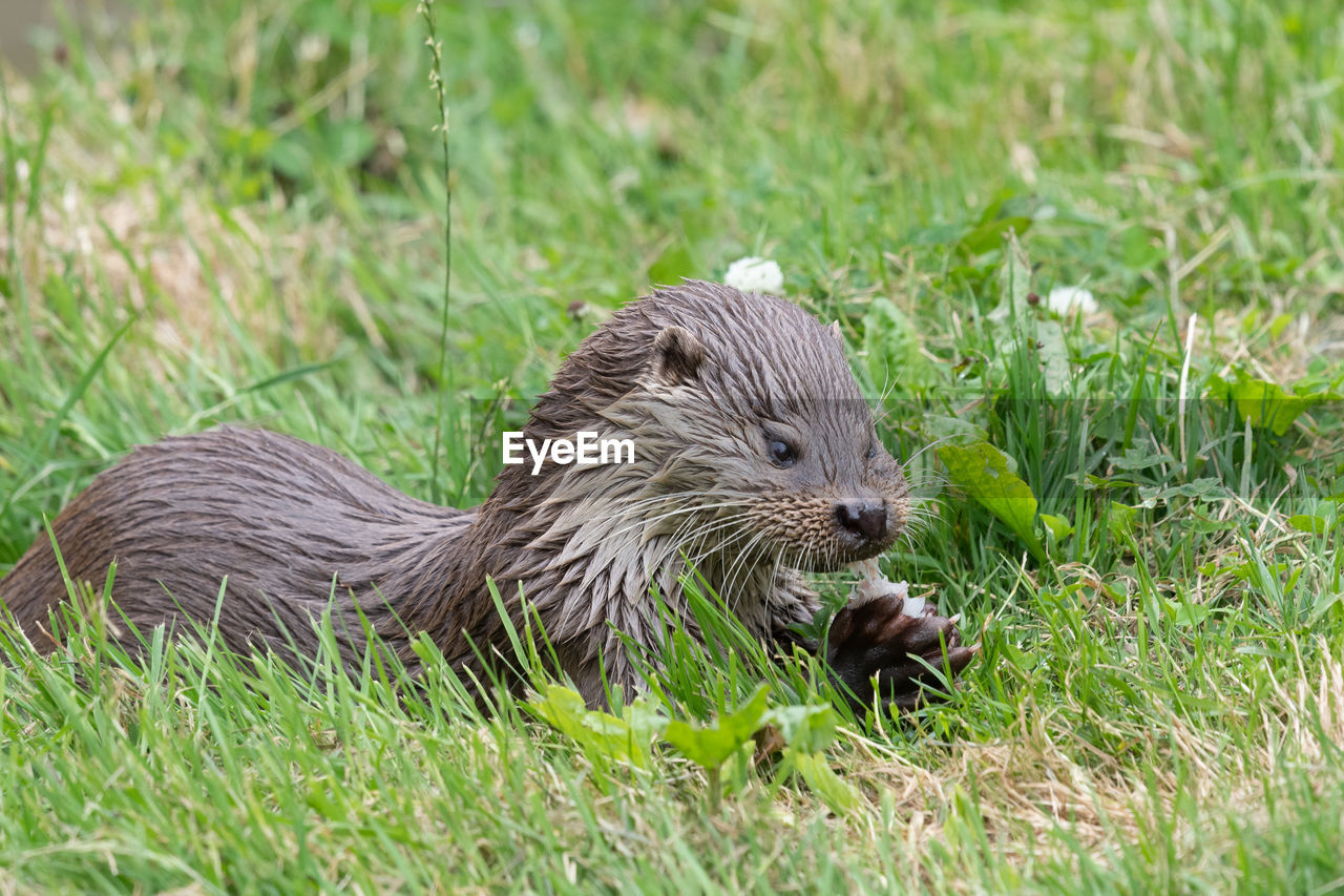 Close up of a eurasian otter eating a fish