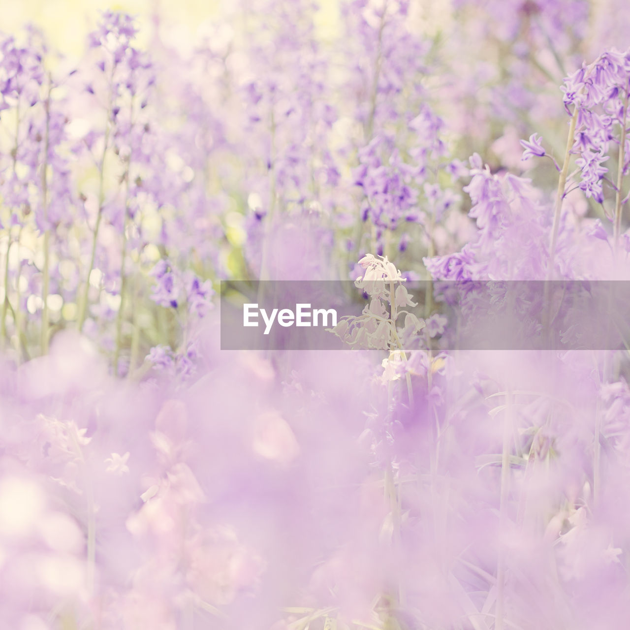 Close-up of purple flowers