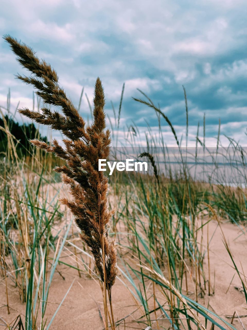 grass, plant, nature, land, sky, cloud, landscape, no people, growth, sea, beach, field, beauty in nature, water, environment, tranquility, scenics - nature, sand, natural environment, outdoors, prairie, crop, agriculture, day, tree, marram grass, tranquil scene, reed, sand dune, coast, non-urban scene, rural scene