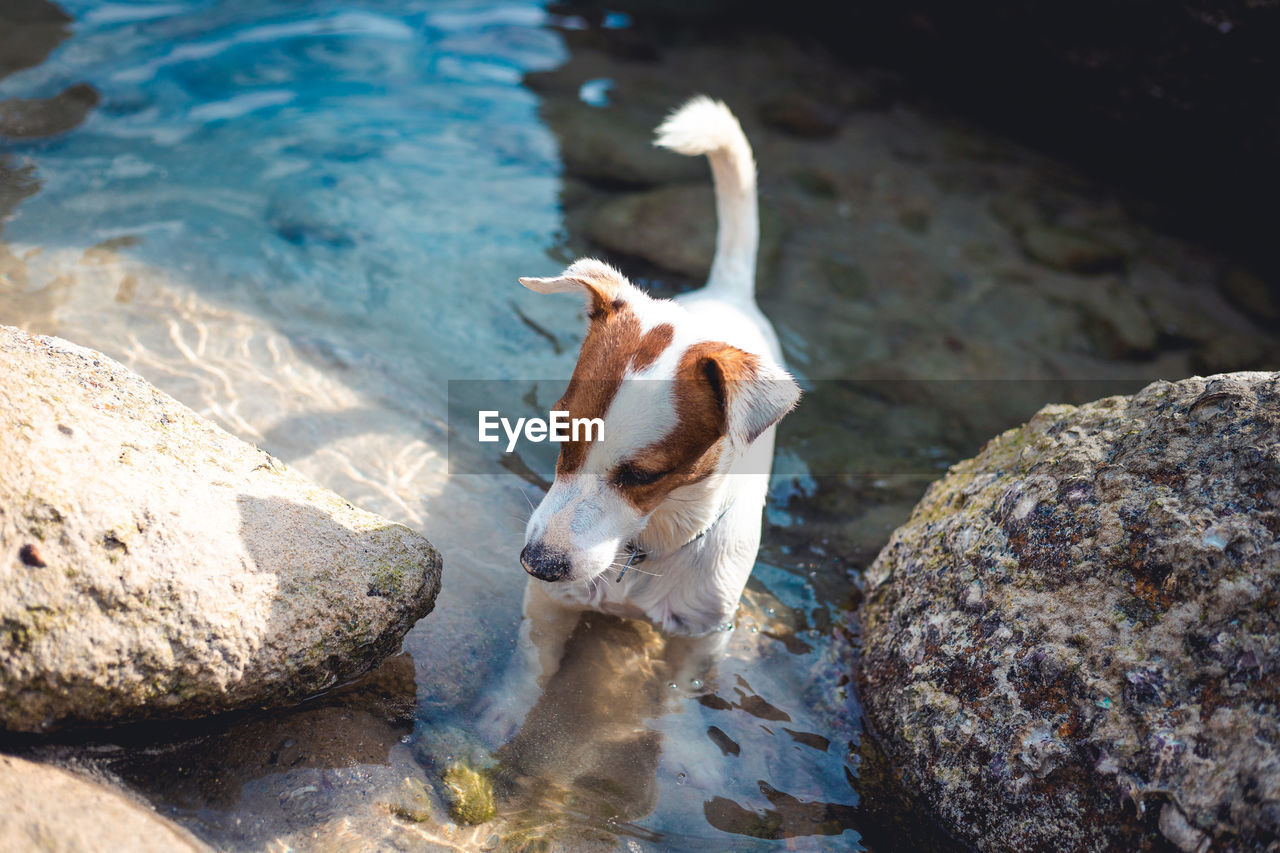 Jack russell terrier dog talk a walk in the puddle of the sea