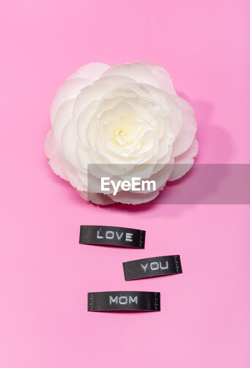 Beautiful flower isolated on a pink background with love you mom label. mothers day concept