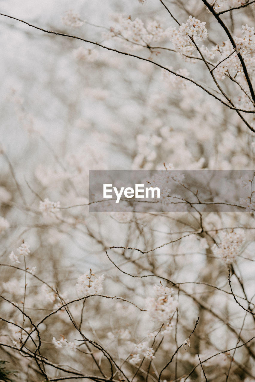 Low angle view of white flowering tree