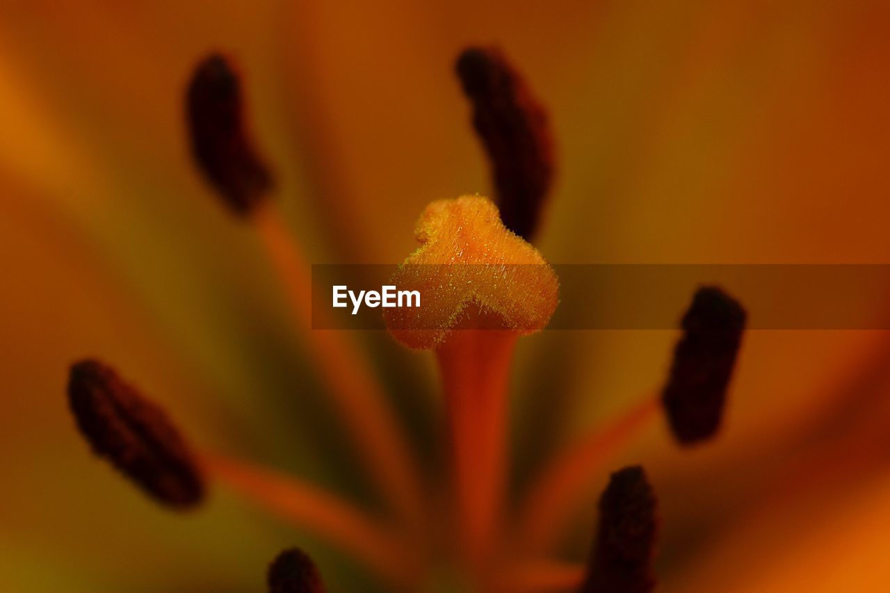 Close-up of orange flower