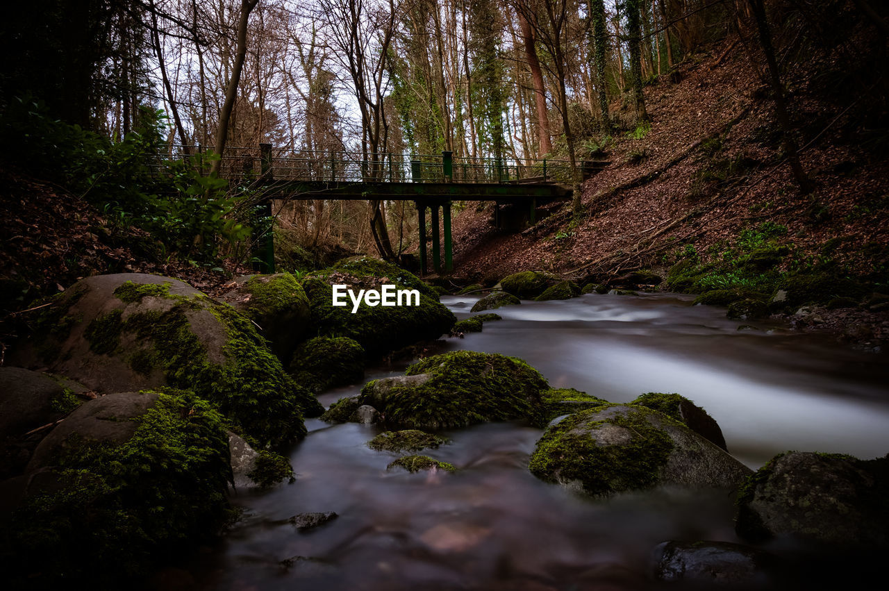 STREAM IN FOREST