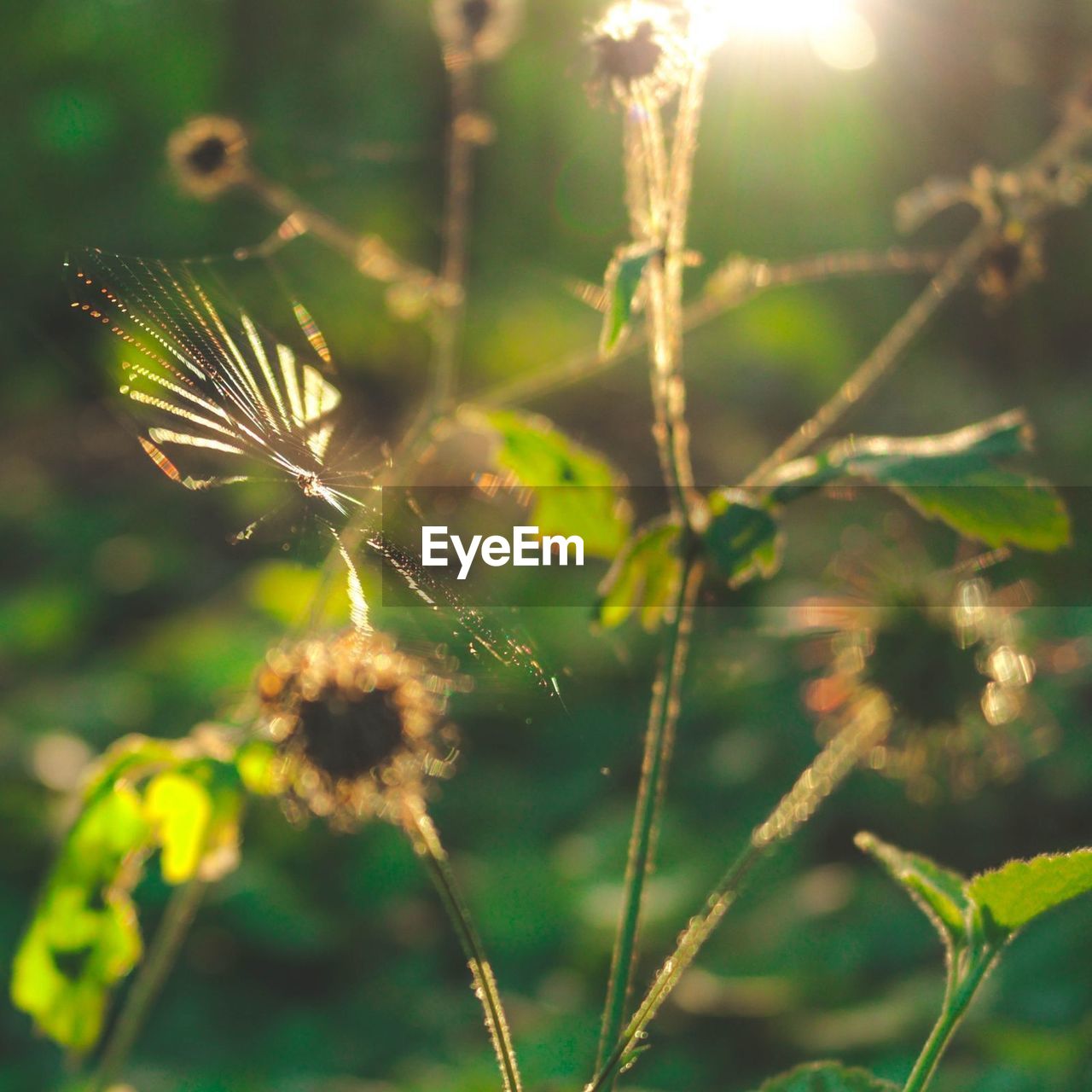 CLOSE-UP OF SPIDER WEB OUTDOORS