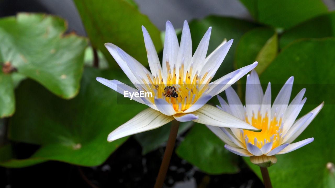 Close-up of yellow flower