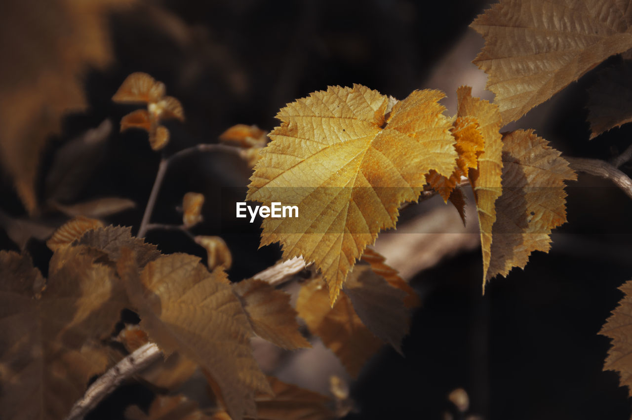 Close-up of dry maple leaves