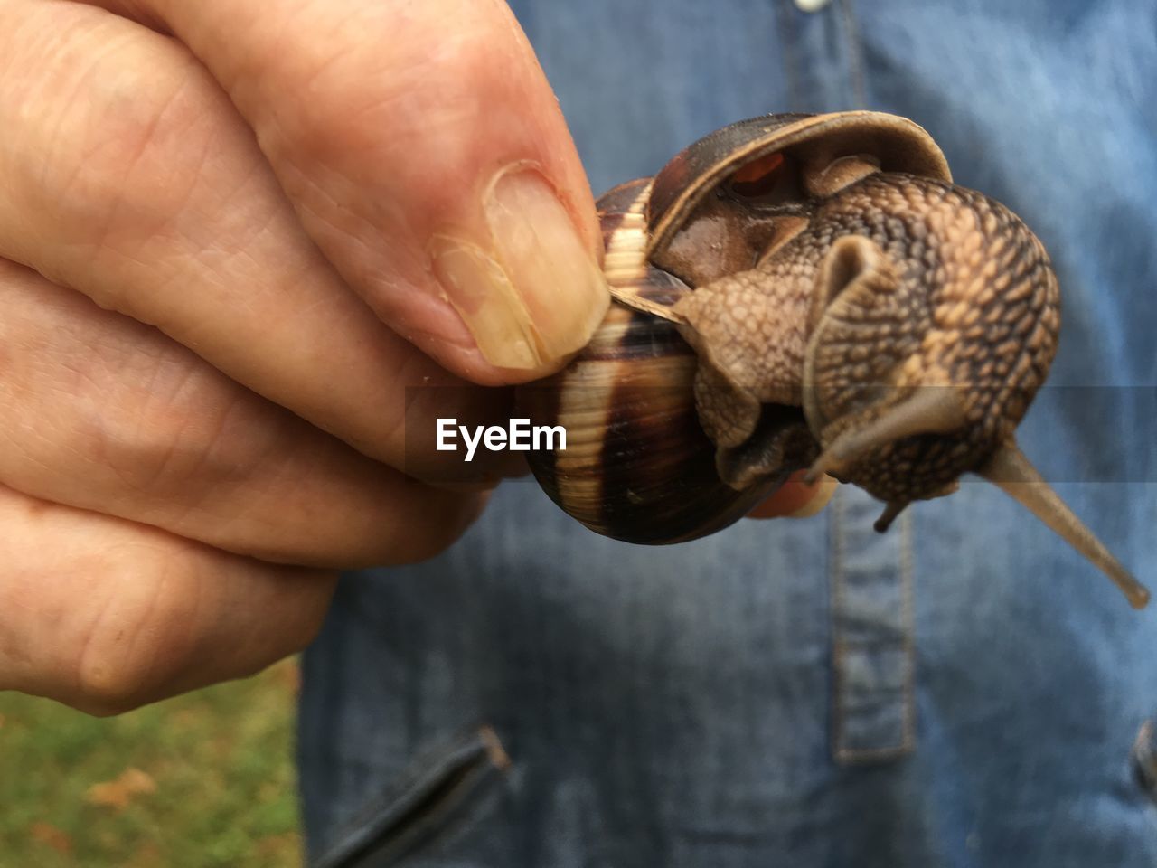 CLOSE-UP OF HAND HOLDING SHELL