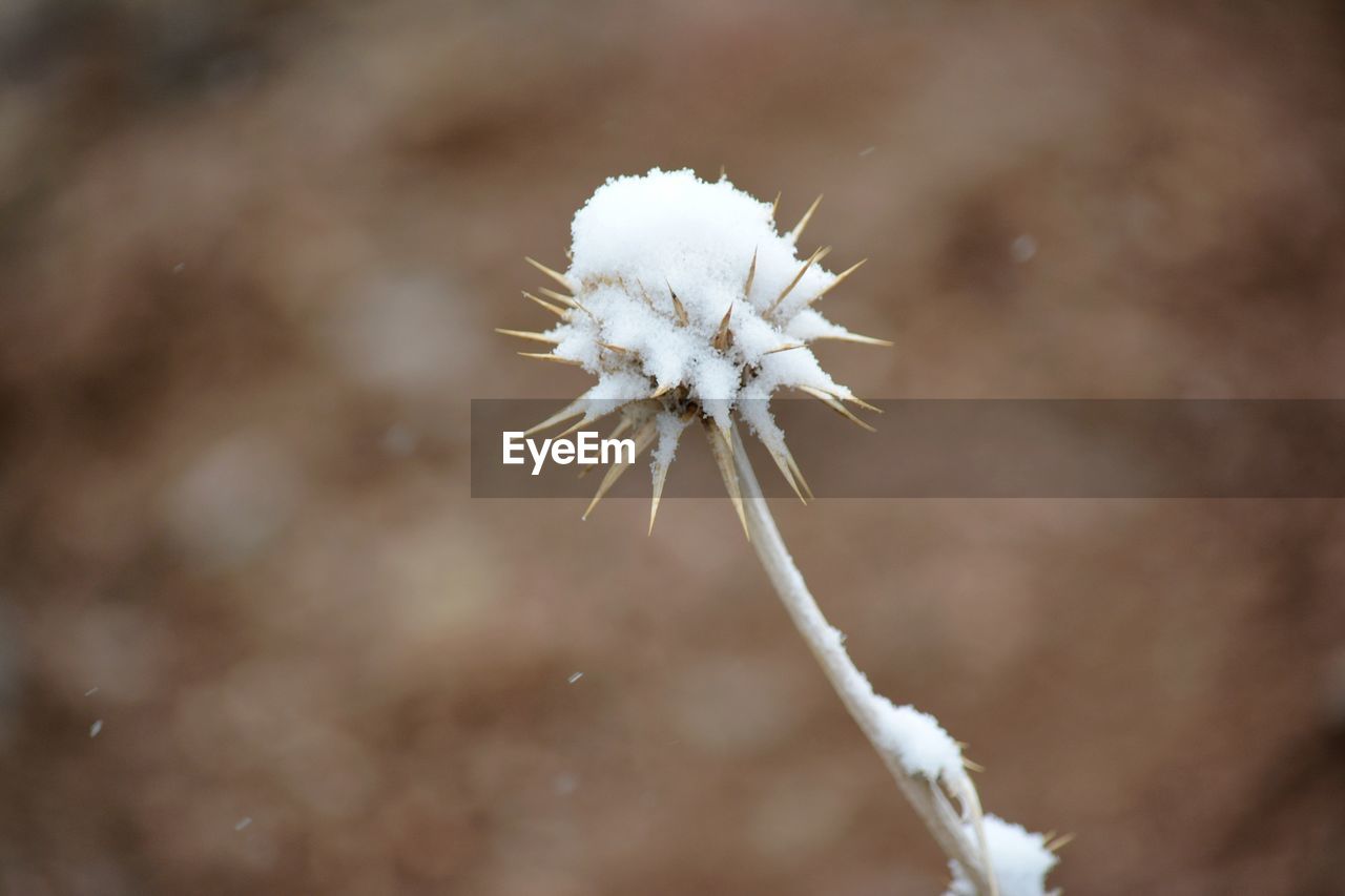 Close-up of white flower in winter