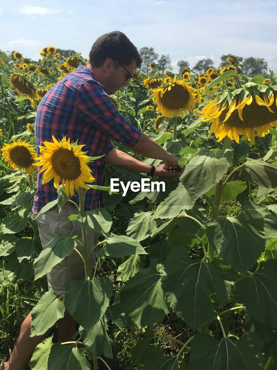 Side view of man by sunflowers on field