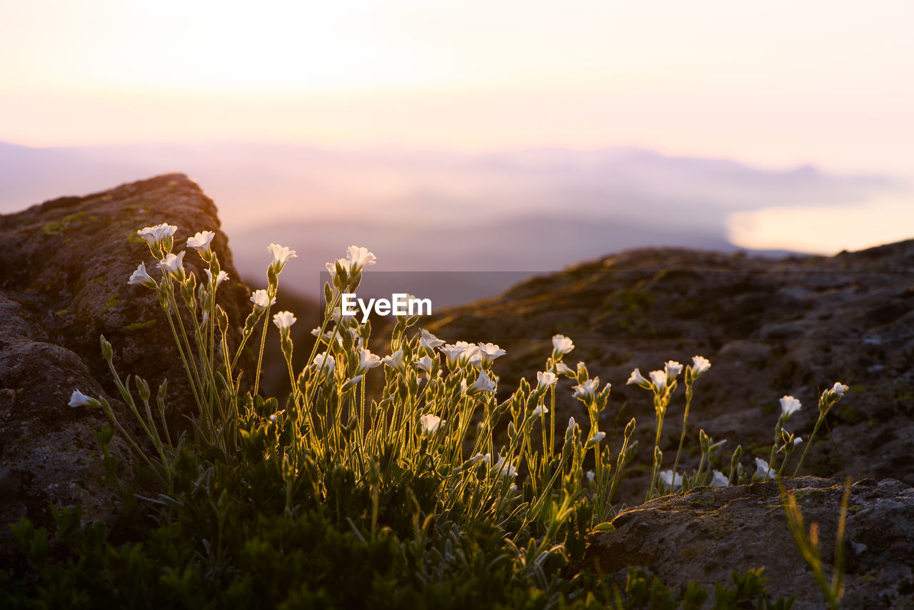 Close-up of flowering plants on field against sky