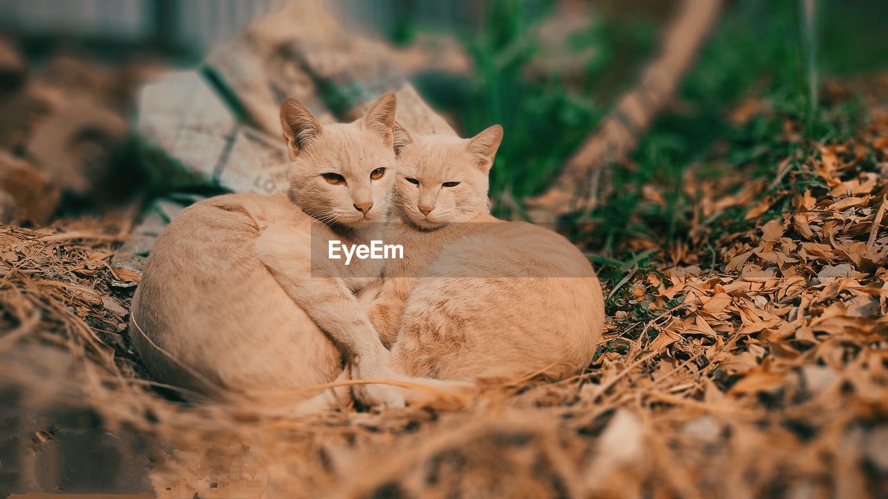 CAT LYING ON FIELD