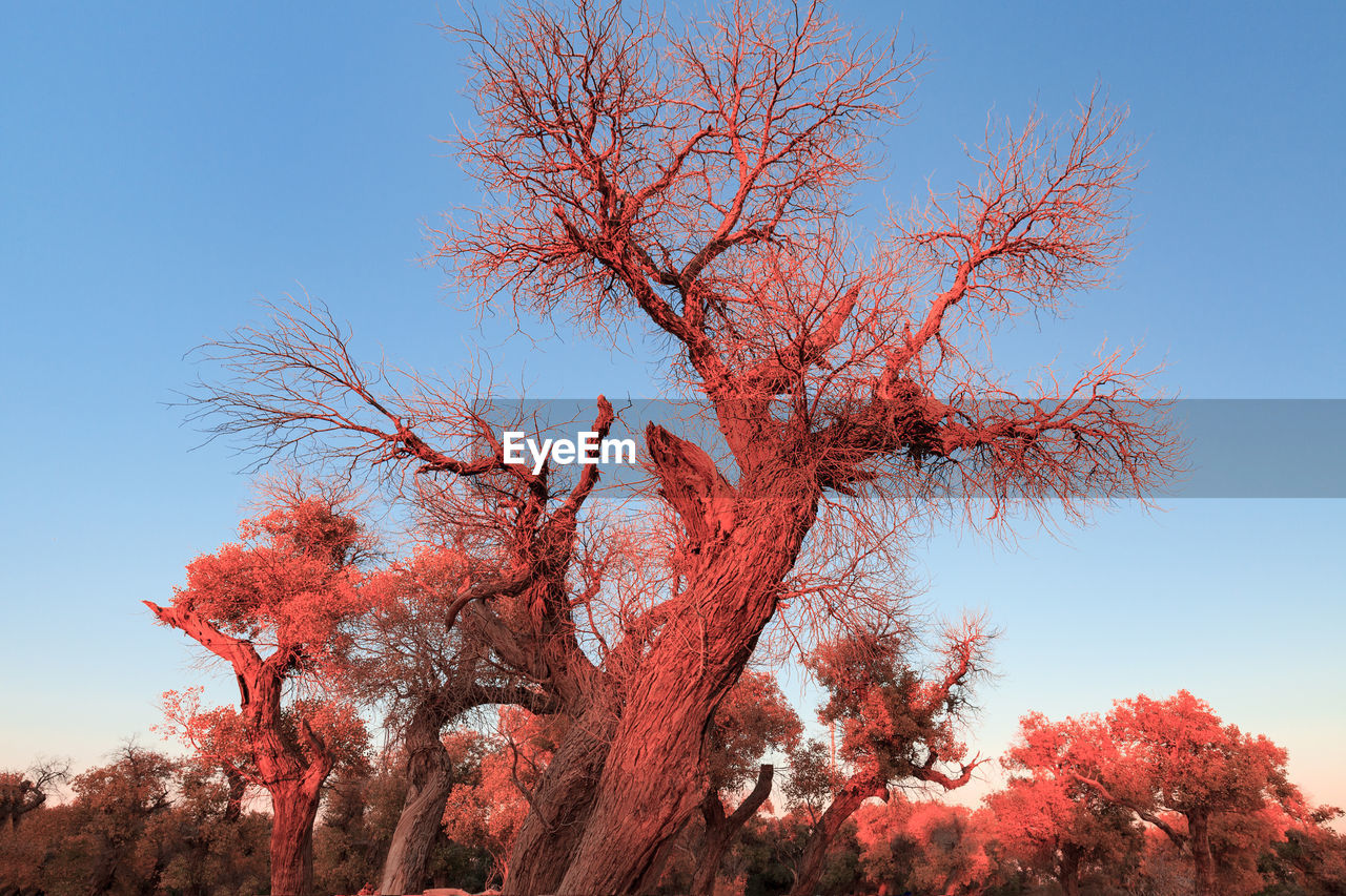 LOW ANGLE VIEW OF TREE AGAINST SKY