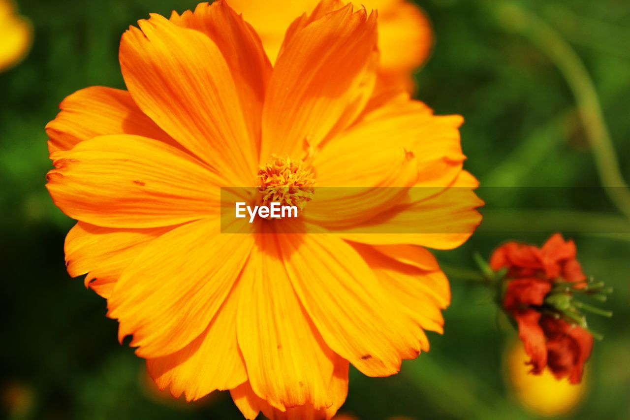 CLOSE-UP OF COSMOS FLOWER BLOOMING OUTDOORS