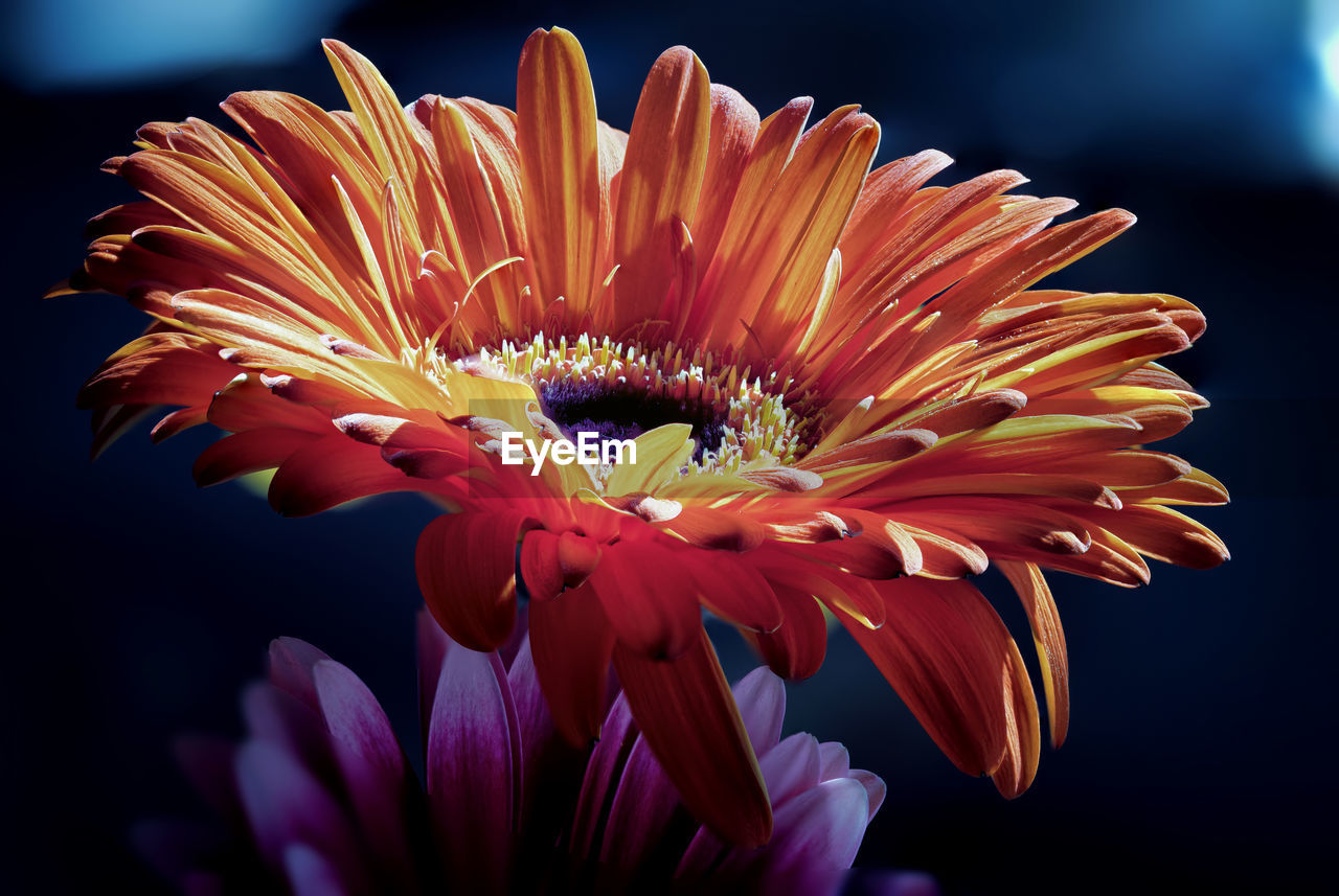 Close-up of orange gerbera daisy against black background