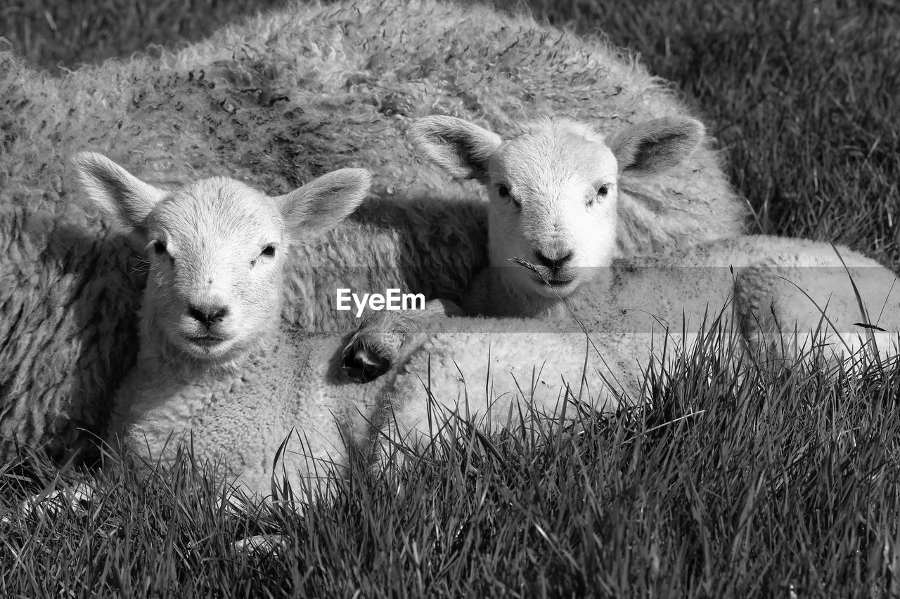 PORTRAIT OF SHEEP
