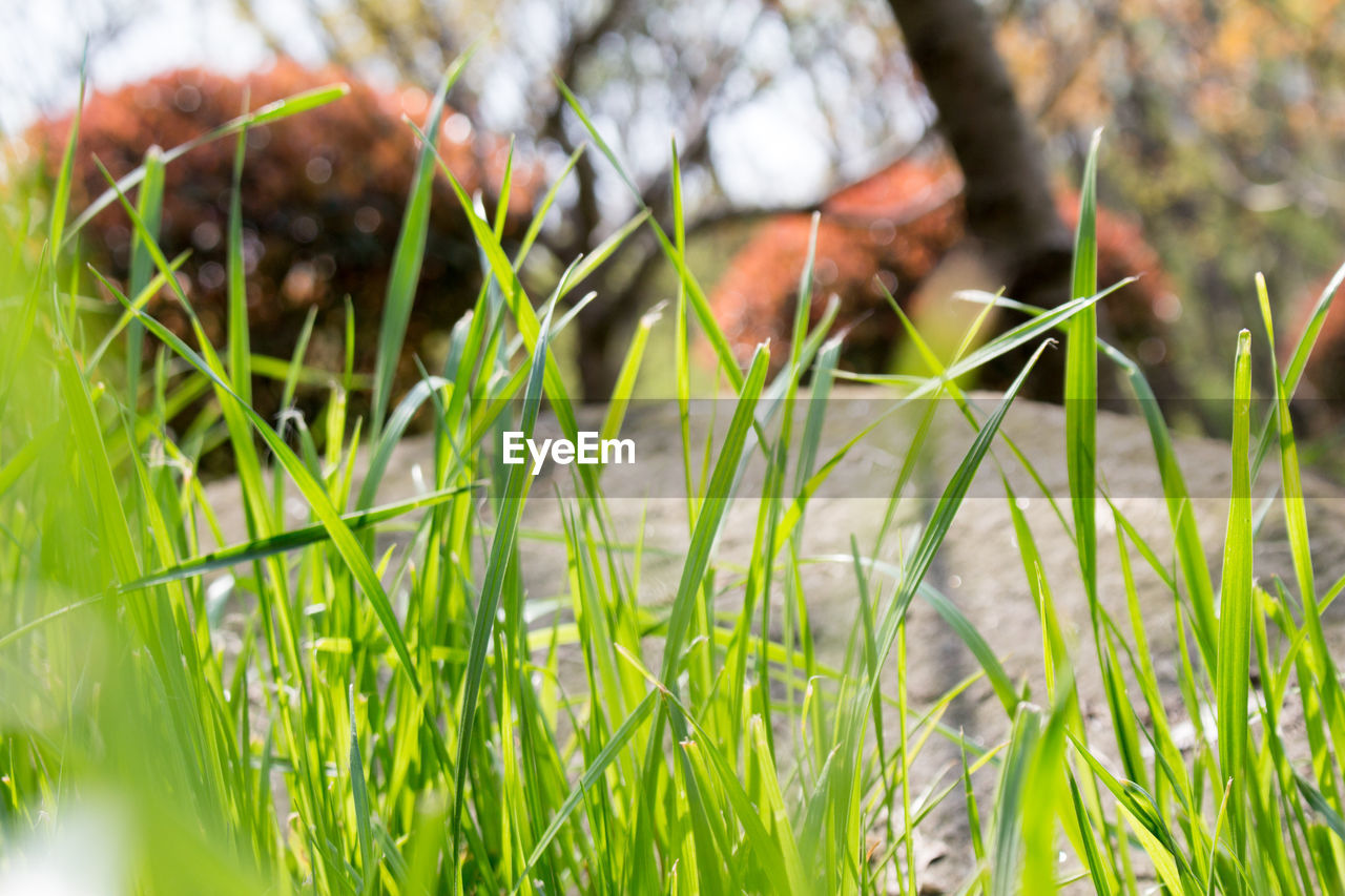 CLOSE-UP VIEW OF GRASS AND LEAVES