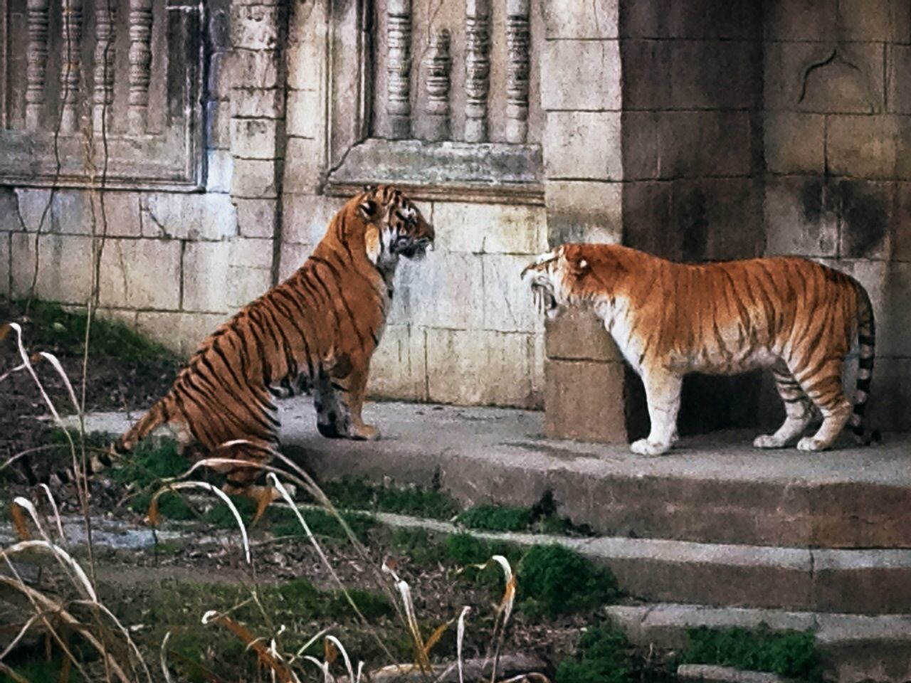 Tigers face to face