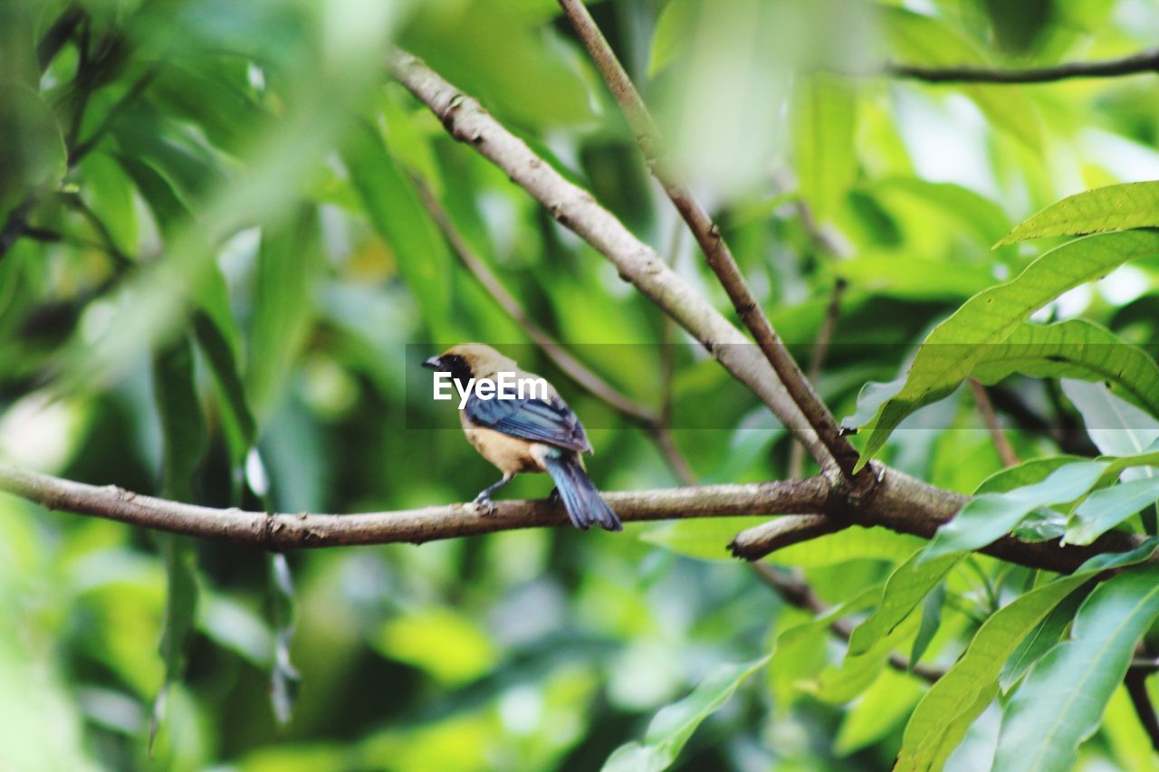 BIRD PERCHING ON A PLANT