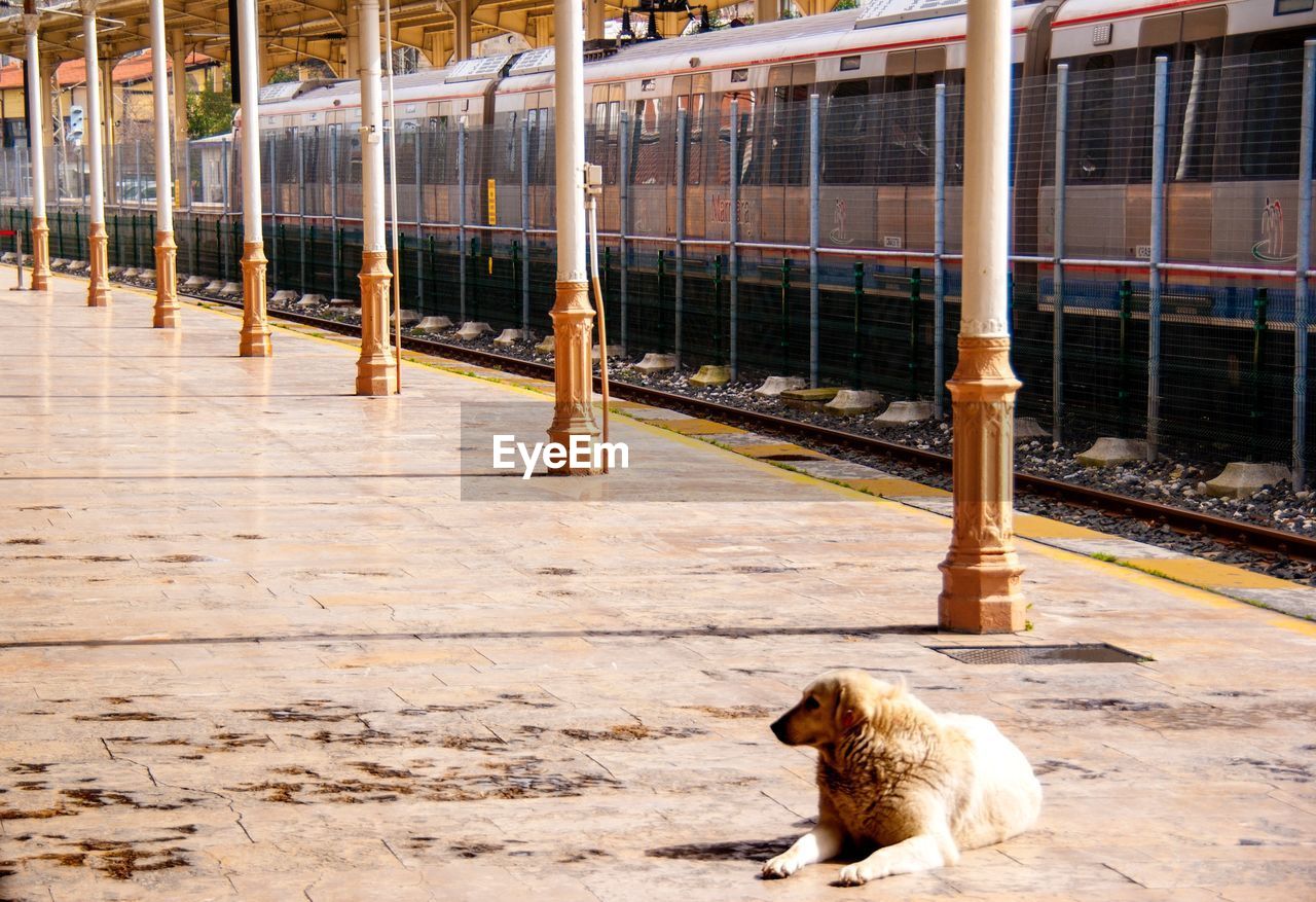 Orient express, sirkeci istasyonu, train station, loneliness , alone dog,