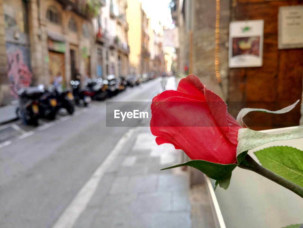 CLOSE-UP OF RED FLOWER