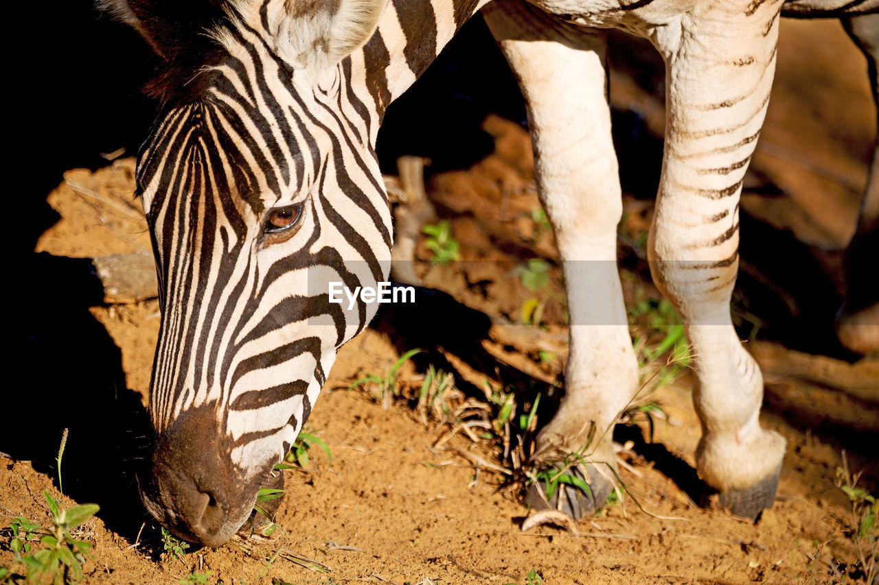 VIEW OF A ZEBRA