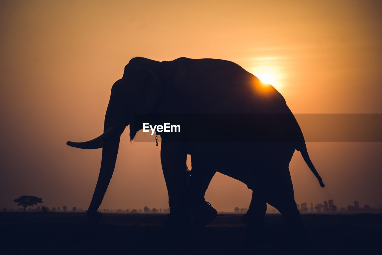 Silhouette elephant walking on field against orange sky