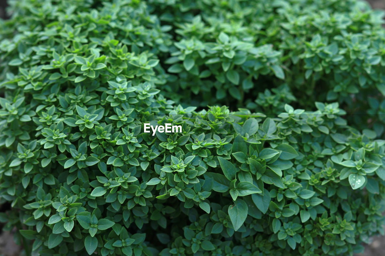 Bush of greek basil in the garden