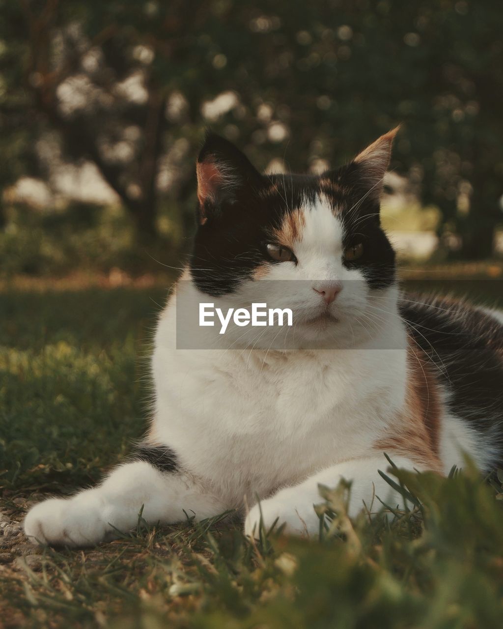 Cat looking away on field