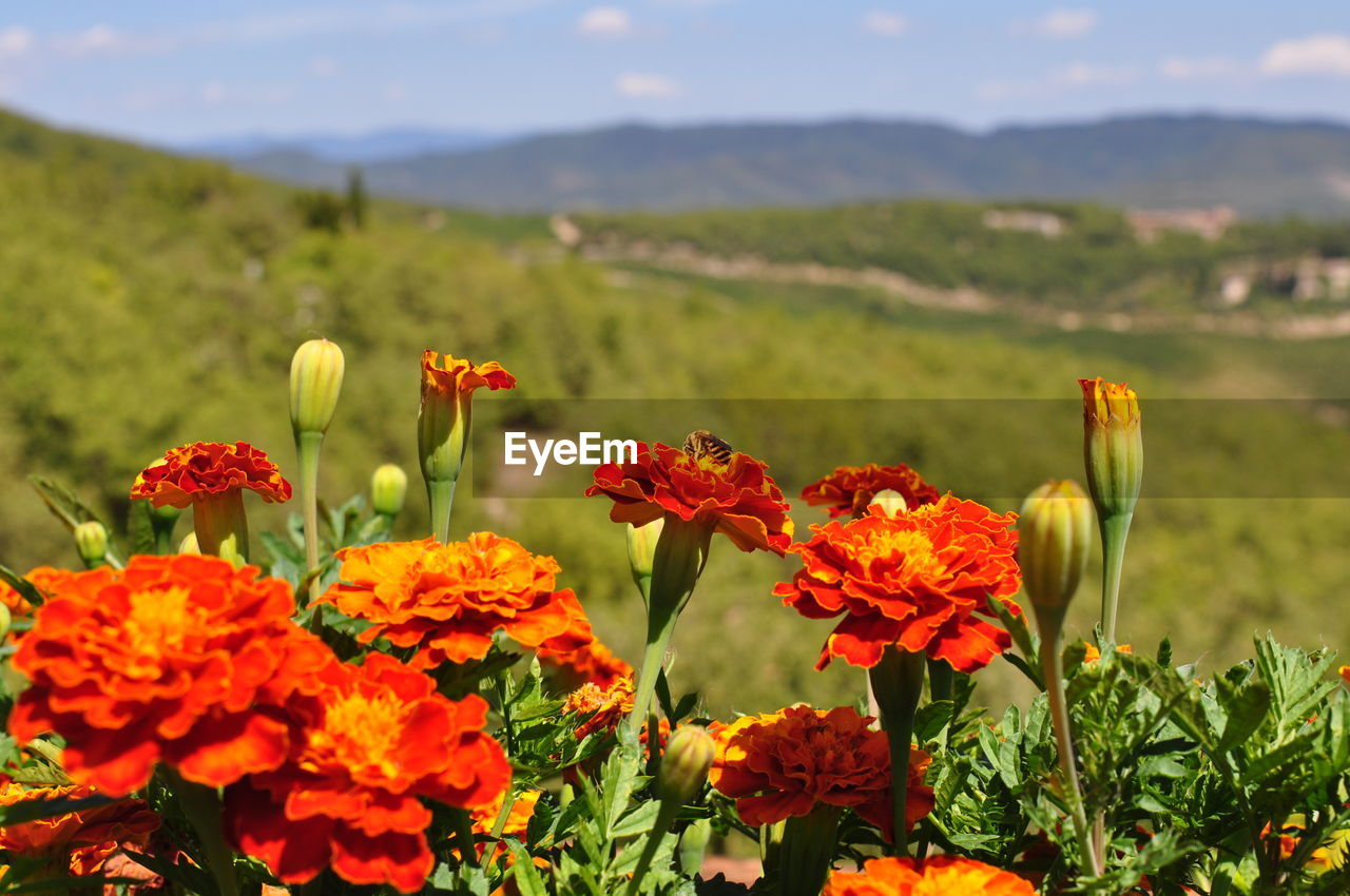 Bee in chianti region