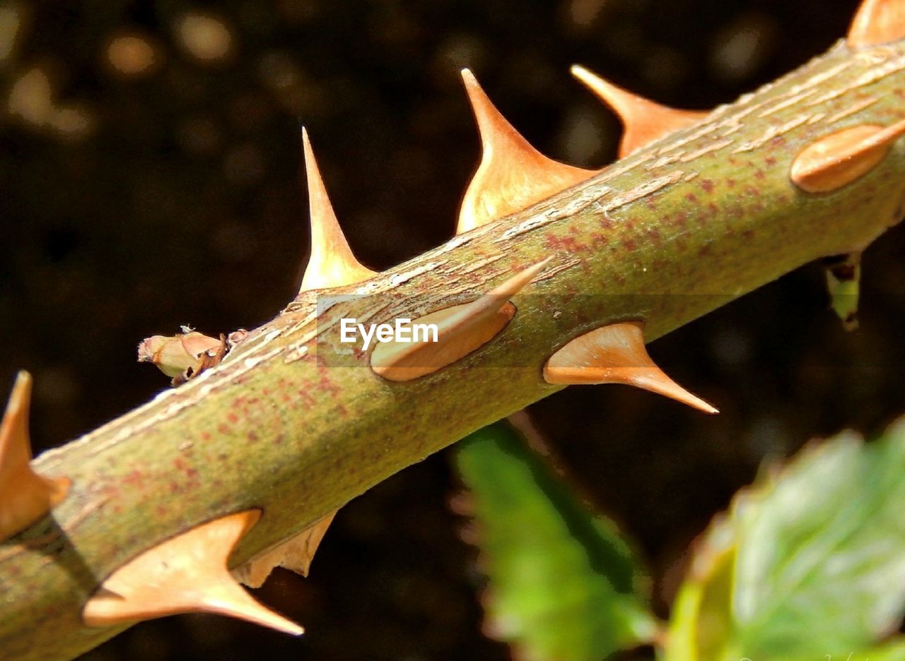 Close-up of rose plant