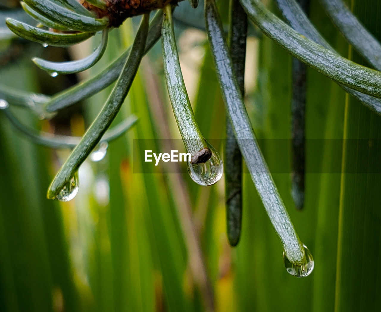 Close-up of raindrops on grass