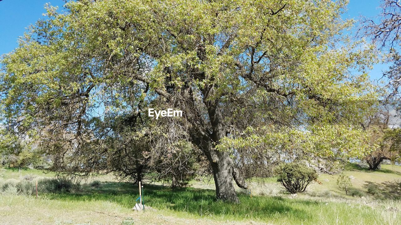 TREES GROWING ON FIELD