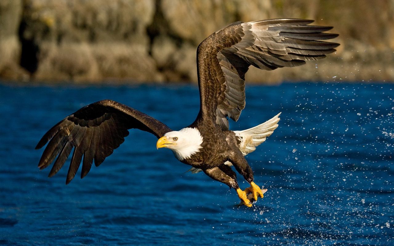 Close-up of eagle flying over lake