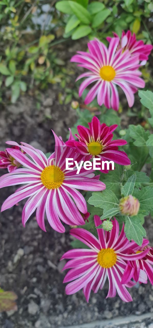 flowering plant, flower, plant, freshness, beauty in nature, fragility, growth, petal, flower head, inflorescence, close-up, nature, pink, day, wildflower, no people, focus on foreground, pollen, outdoors, purple, botany, high angle view, leaf, plant part