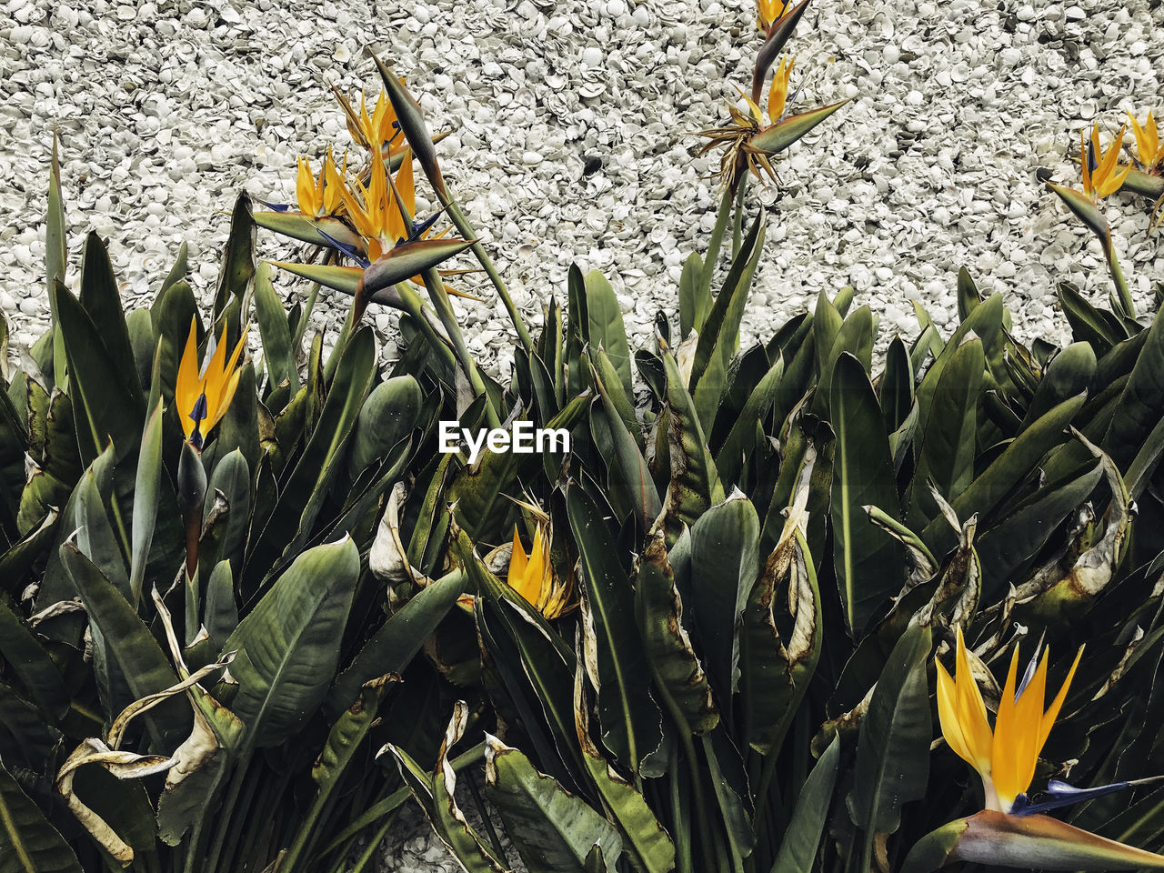 CLOSE-UP OF YELLOW FLOWERING PLANT