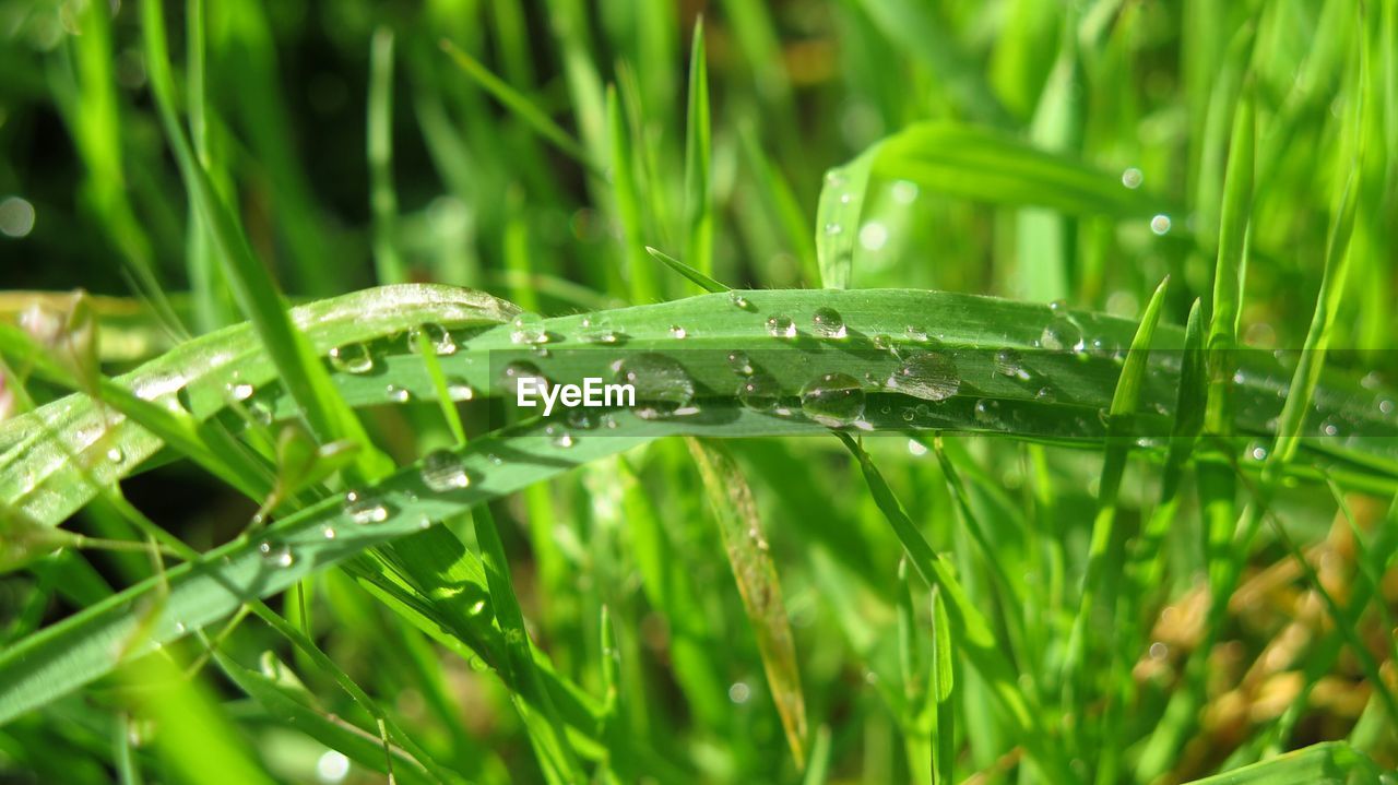 Close-up of water drops on grass