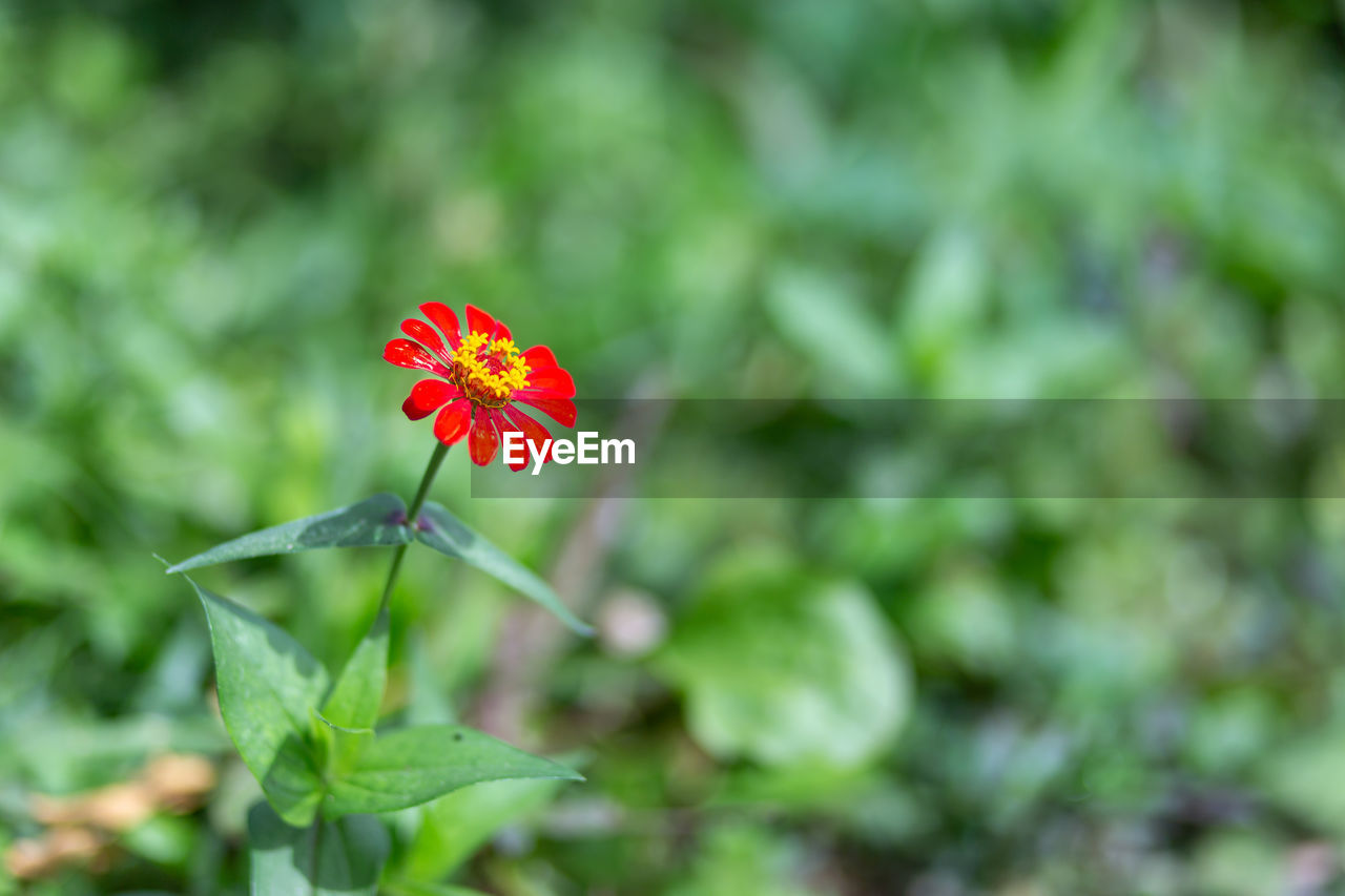 flower, flowering plant, plant, beauty in nature, freshness, nature, red, fragility, close-up, flower head, petal, wildflower, no people, growth, insect, plant part, leaf, green, macro photography, focus on foreground, animal wildlife, outdoors, animal, inflorescence, day, animal themes, botany, summer, environment, meadow