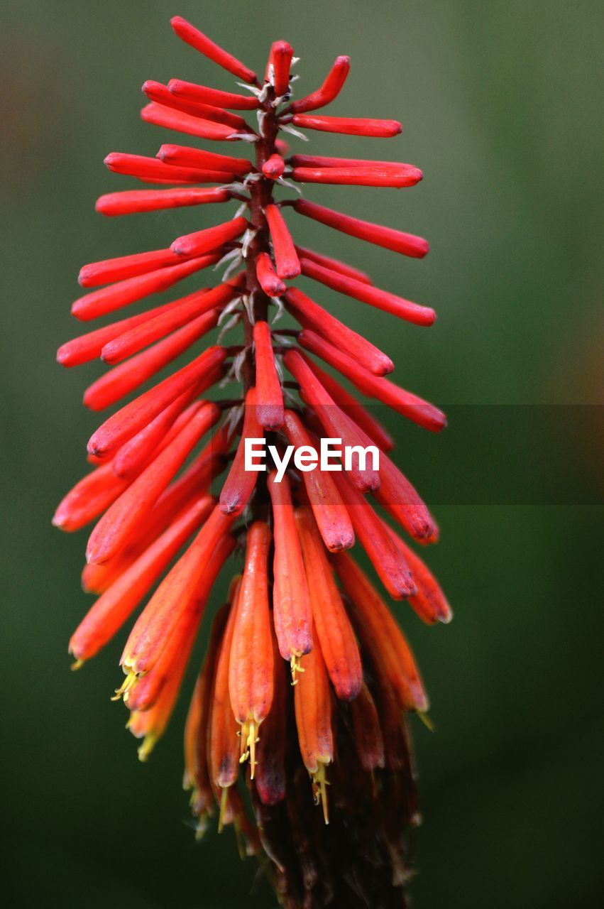 Close-up of red flower