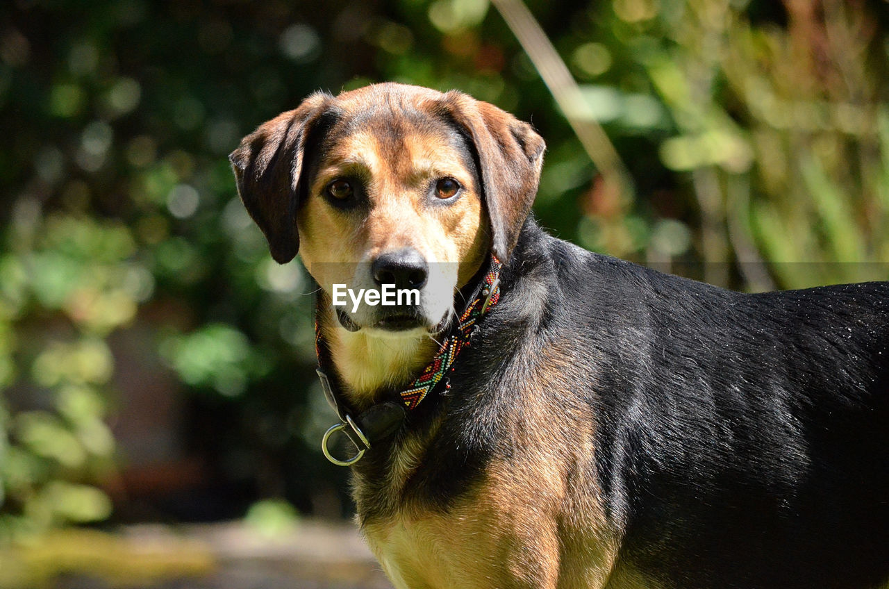 Close-up portrait of my dog 