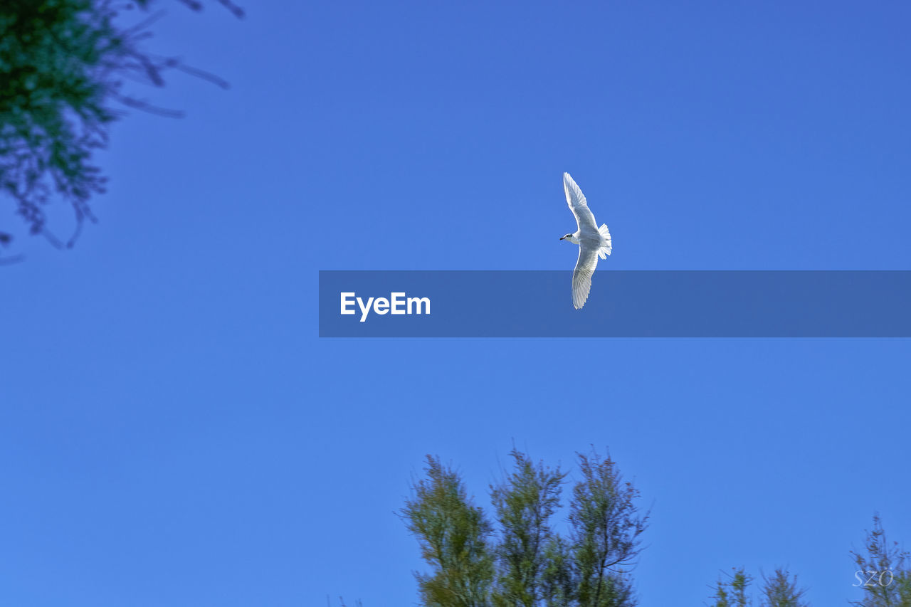 sky, blue, flying, tree, clear sky, low angle view, plant, bird, nature, animal, animal themes, mid-air, animal wildlife, wildlife, one animal, no people, day, copy space, spread wings, outdoors, sunny, animal body part, beauty in nature