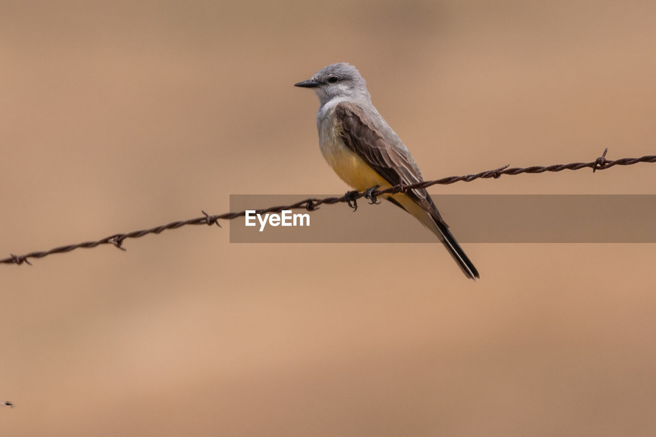 Close-up of bird perching on barbed wire against sky