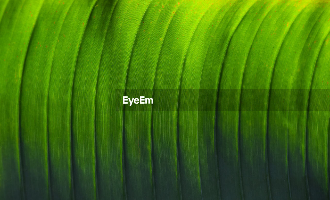 Extreme close up background texture of backlit bright green palm leaf with veins