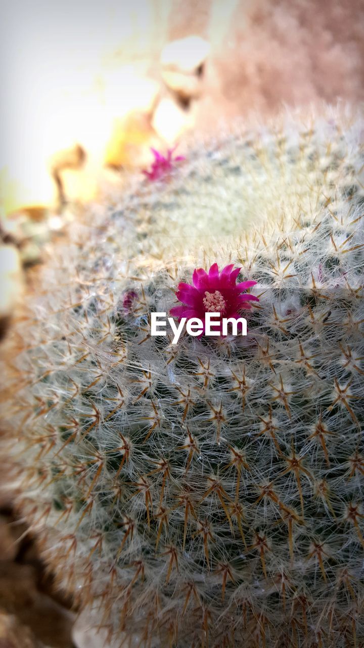 CLOSE-UP OF FLOWERS GROWING OUTDOORS