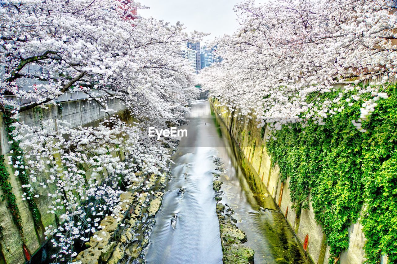 Scenic view of cherry blossom amidst trees